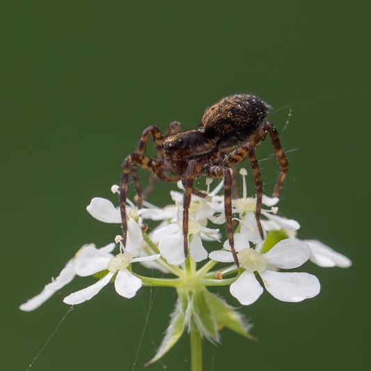 Pardosa sp (a Wolf Spider).jpg